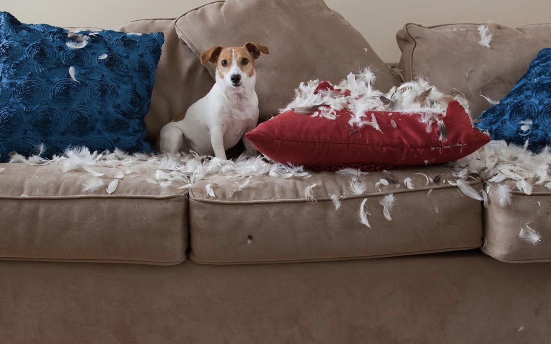 A dog sitting on a couch next to a pillow that has been torn apart.